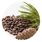 벤조인오일, 시더우드오일