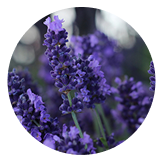 라벤더, 티트리오일