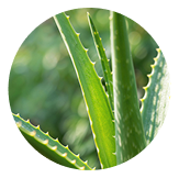 알로에베라잎 추출물
