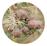 아르간트리커넬오일